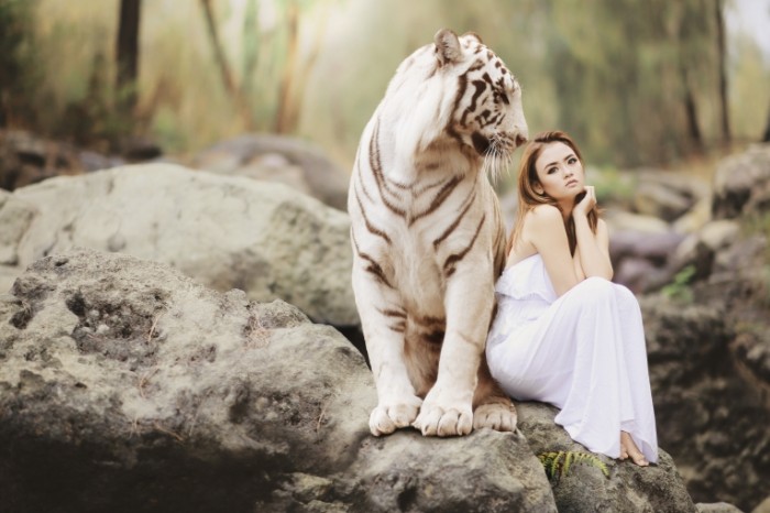 Belyiy tigr yaponka devushka s tigrom White tiger Japanese girl with a tiger 5472  3648 700x466 Белый тигр, японка, девушка с тигром   White tiger, Japanese, girl with a tiger