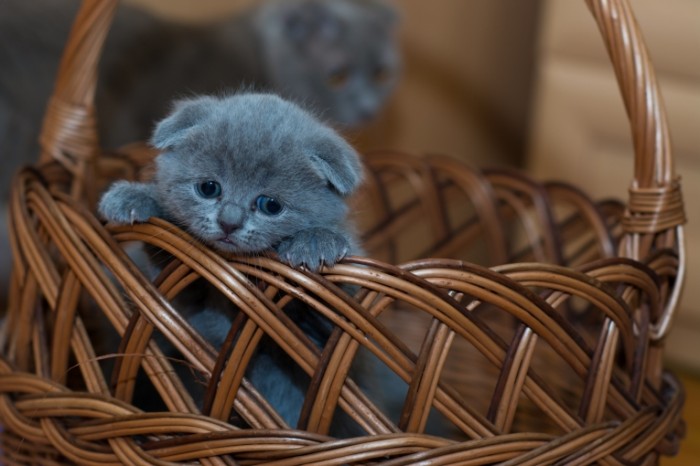 Britanskiy kotenok vislouhiy korzinka British kitten lop eared basket 5197  3465 700x466 Британский котенок, вислоухий, корзинка   British kitten, lop eared, basket