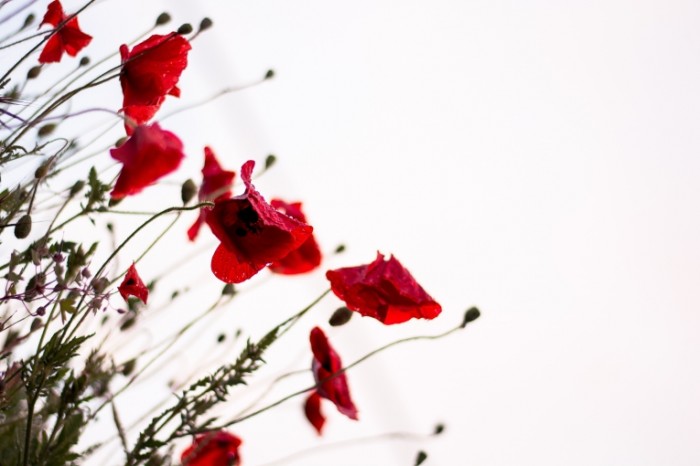 Красный мак, макро, цветок - Red poppy, macro, flower