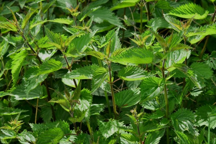 Kustyi krapivyi zelen sornyak Nettle bushes greens weeds 6000  4000 700x466 Кусты крапивы, зелень, сорняк   Nettle bushes, greens, weeds