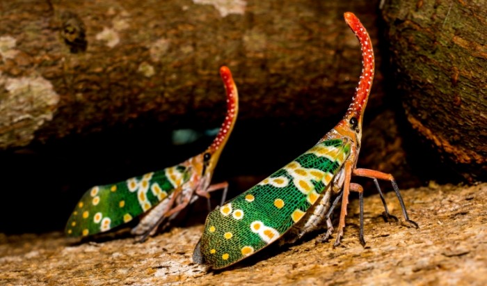 Редкое насекомое, Фулгороидных Цикадовых, хобот - Rare insect, Fulgoroid Cicadasses, trunk