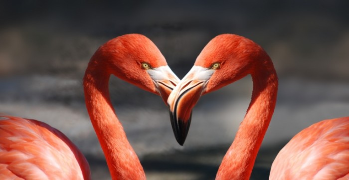 Rozovyiy flamingo makro zerkalnoe foto Pink flamingos macro mirror photo 5008  2592 700x361 Розовый фламинго, макро, зеркальное фото   Pink flamingos, macro, mirror photo