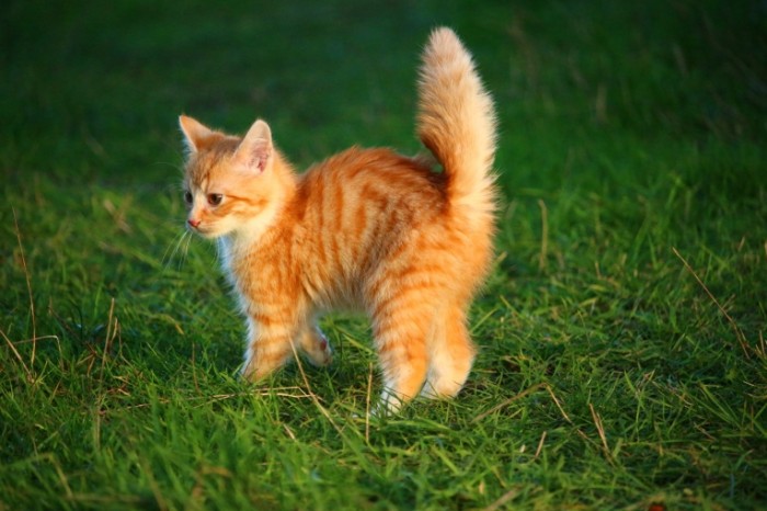 Ryizhiy kotenok na trave Red haired kitten on the grass 5184  3456 700x466 Рыжий котенок на траве   Red haired kitten on the grass