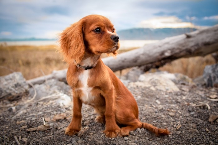 Ryizhiy shhenok makro spaniel Red puppy macro spaniel 5472  3648 700x466 Рыжий щенок, макро, спаниель   Red puppy, macro, spaniel