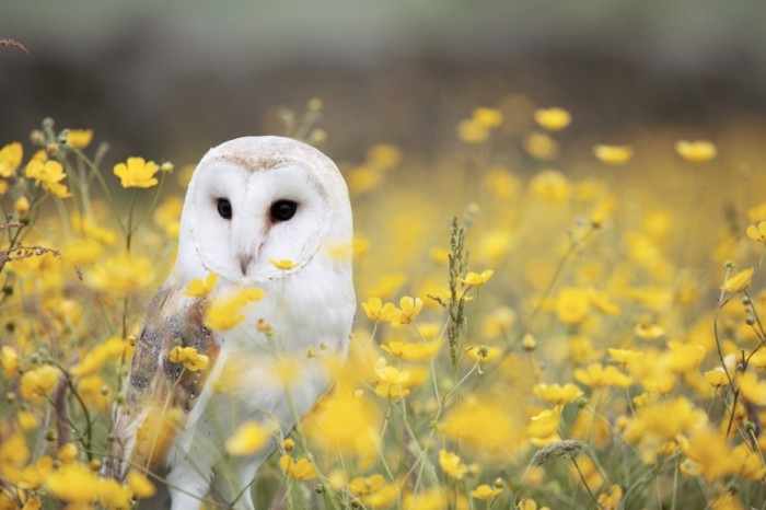 Sova v pole lugovyie tsvetyi Owl in the field meadow flowers 5760  3840 700x466 Сова в поле, луговые цветы   Owl in the field, meadow flowers