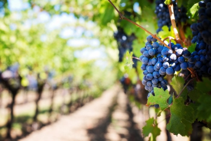 Vinogradnik sad loza vinograd Vineyard garden vine grapes 5760  3840 700x466 Виноградник, сад, лоза, виноград   Vineyard, garden, vine, grapes