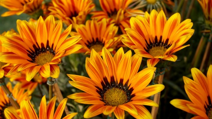 YArkie oranzhevyie polevyie tsvetyi Bright orange wildflowers 6000  3376 700x393 Яркие оранжевые полевые цветы   Bright orange wildflowers