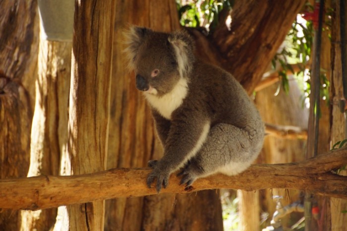 Koala na vetke sumchatyiy medved Koala on a branch marsupial bear 6000  4000 700x466 Коала на ветке, сумчатый медведь   Koala on a branch, marsupial bear