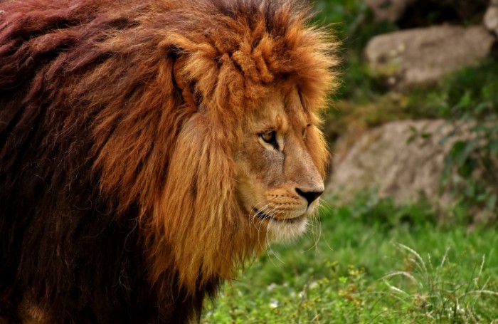 Lev griva tsar zverey Lion mane king of beasts 6000  3913 700x455 Лев, грива, царь зверей   Lion, mane, king of beasts