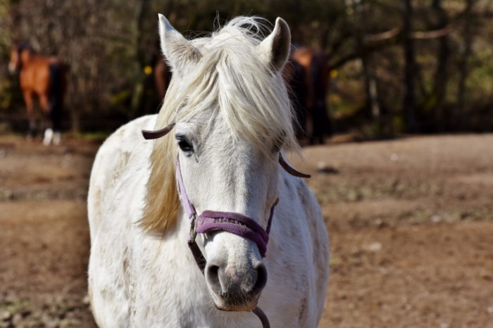 Loshad krupnyim planom konkur Horse close up contest 6000  4000 700x466 Лошадь крупным планом, конкур   Horse close up, contest