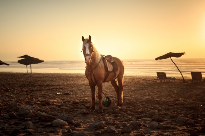 Лошадь на пляже, закат - Horse on the beach, sunset