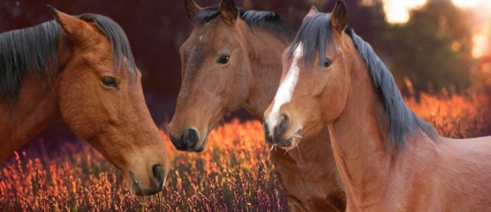 Loshadi makro skakunyi koni Horses macro horses horses 8346  3622 700x302 Лошади, макро, скакуны, кони   Horses, macro, horses, horses