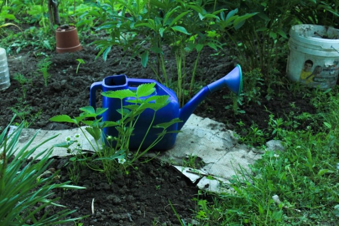 Sadovodstvo leyka poliv gryadok Gardening watering can watering beds 5184  3456 700x466 Садоводство, лейка, полив грядок   Gardening, watering can, watering beds