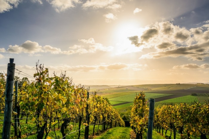 Vinogradniki pole zalitoe solntsem frantsiya Vineyards a sun drenched field France 6000h4000 700x466 Виноградники, поле залитое солнцем, франция   Vineyards, a sun drenched field, France