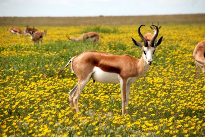  Антилопа на лугу, полевые цветы, косуля   Antelope in the meadow, wildflowers, roe deer 