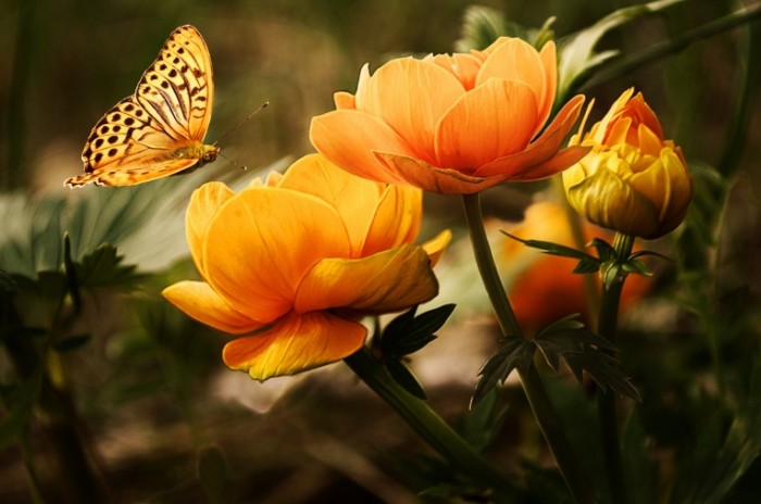  Бабочка, лотос, макро, цветок   Butterfly, lotus, macro, flower