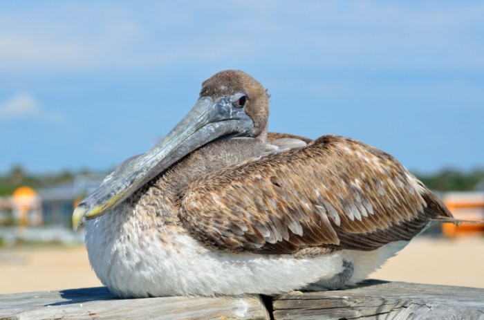 Баклан, морская птица, макро - Cormorant, sea bird, macro