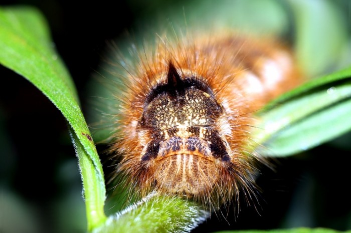 Bolshaya pushistaya gusenitsa makro nasekomoe Large fluffy caterpillar macro insect 4973  3315 700x465 Большая пушистая гусеница, макро, насекомое   Large fluffy caterpillar, macro, insect