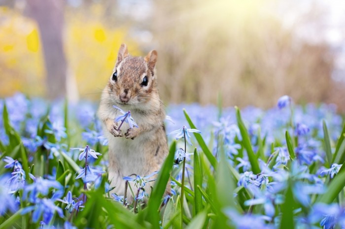 Бурундук, макро, грызун, зверек - Chipmunk, macro, rodent, small animal