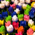 Декоративные цветы, тюльпаны, ландшафтный дизайн - Decorative flowers, tulips, landscape design