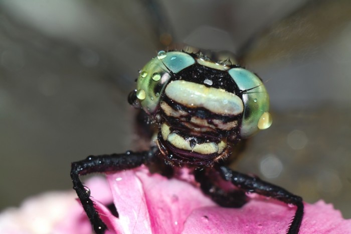 Glaza strekozyi makro nasekomoe na tsvetke Eyes of a dragonfly close up insect on a flower 5472  3648 700x466 Глаза стрекозы, макро, насекомое на цветке   Eyes of a dragonfly, close up, insect on a flower