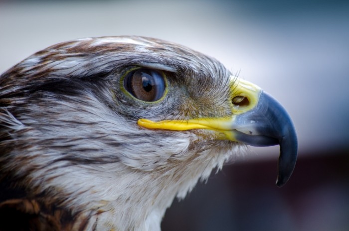 Golova orla v profil makro hishhnaya ptitsa Head of the eagle in profile macro predatory bird 4928h3264 700x463 Голова орла в профиль, макро, хищная птица   Head of the eagle in profile, macro, predatory bird