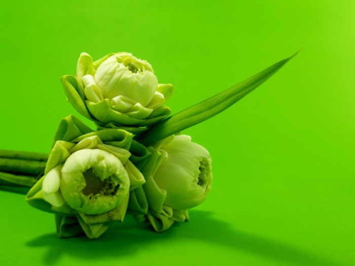  Кувшинки, зеленые цветы, макро   Water lilies, green flowers, macro