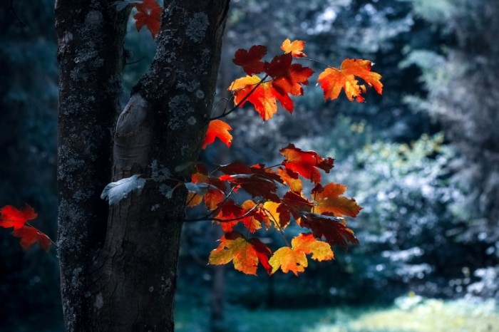  Осень, оранжевые листья, дерево, лес   Autumn, orange leaves, tree, forest