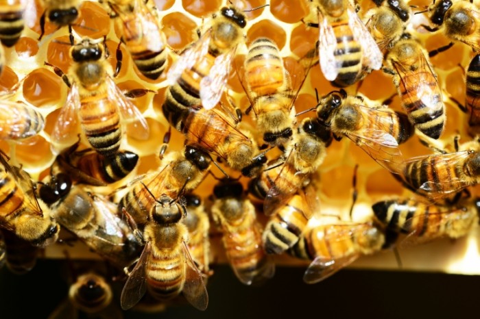 Pchelyi v ule roy med paseka Bees in the hive swarm honey apiary 7330  4892 700x466 Пчелы в улье, рой, мед, пасека   Bees in the hive, swarm, honey, apiary