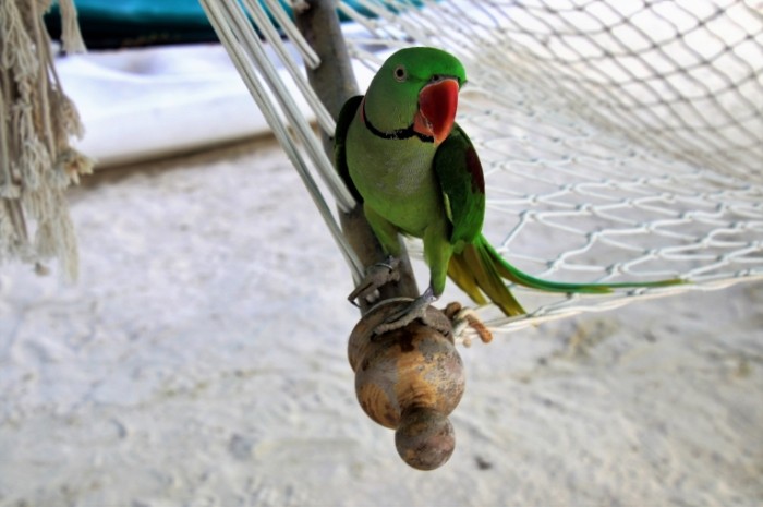 Popugay gamak tropicheskiy plyazh Parrot hammock tropical beach 5609  3739 700x465 Попугай, гамак, тропический пляж   Parrot, hammock, tropical beach