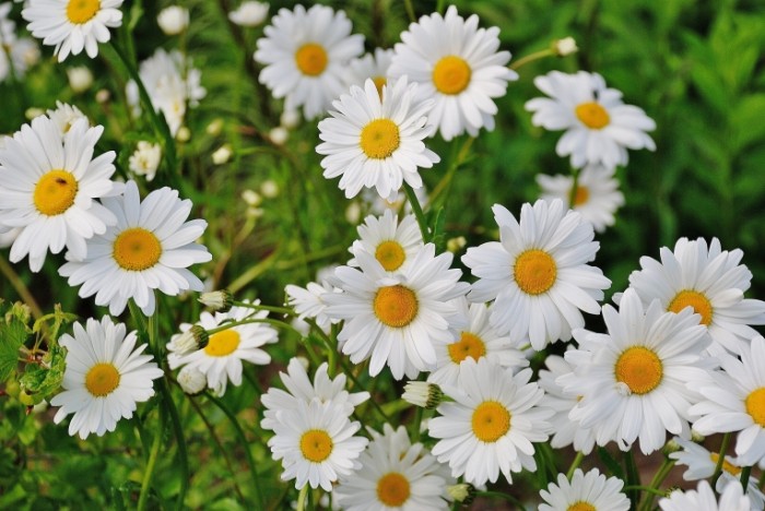  Ромашки, макро, полевые цветы, лето   Chamomile, macro, field flowers, summer