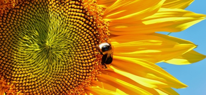 SHmel podsolnuh makro priroda Bumblebee sunflower close up nature 5756h2658 700x323 Шмель, подсолнух, макро, природа   Bumblebee, sunflower, close up, nature