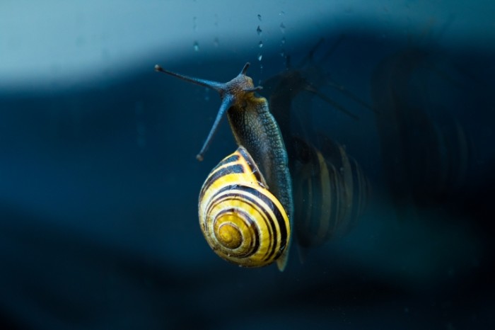 Ulitka polzet vverh makro Snail crawls up macro 5472  3648 700x466 Улитка ползет вверх, макро   Snail crawls up, macro