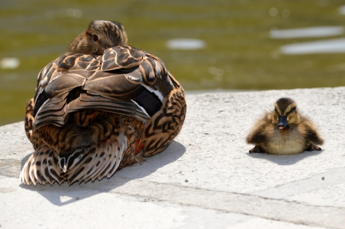 Утка с утенком у озера - Duck with a duckling by the lake