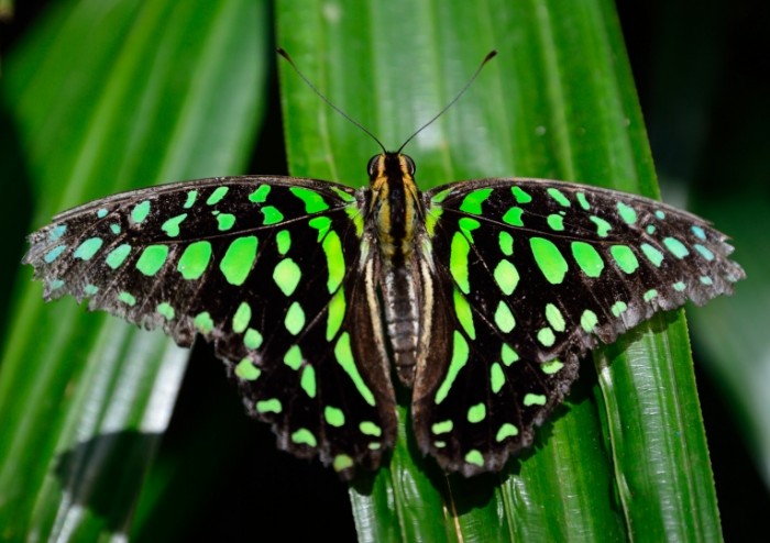 Zelenaya s chernyim babochka nasekomoe makro Green with black butterfly insect macro 5329  3764 700x494 Зеленая с черным бабочка, насекомое, макро   Green with black butterfly, insect, macro