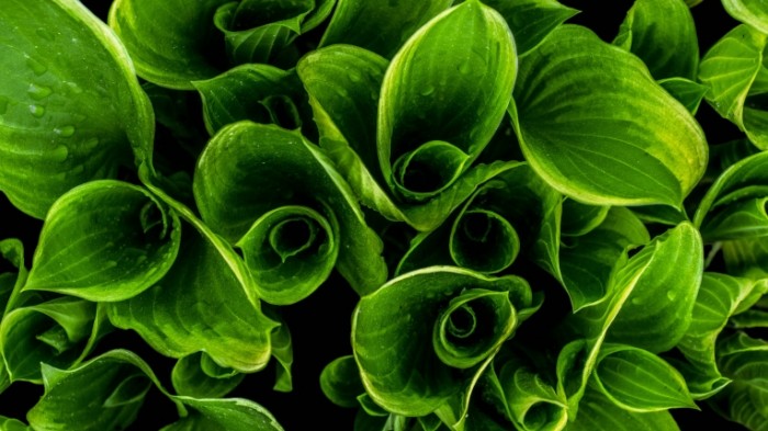 Зеленые листья крупным планом, растения - Green leaves close-up, plants