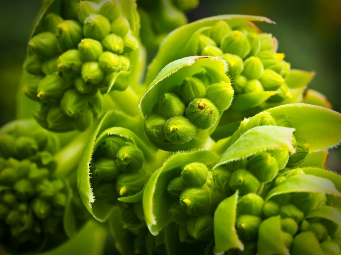 Zelenyie tsvetyi CHiliyskiy rozmarin butonyi Green flowers Chilean rosemary buds 4608  3456 700x524 Зеленые цветы, Чилийский розмарин, бутоны   Green flowers, Chilean rosemary, buds