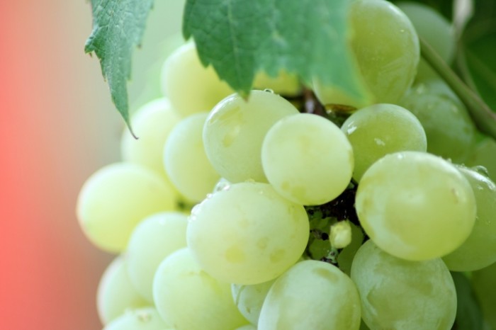 Zelenyiy vinograd grozdya makro loza Green grapes bunches macro vine 5184h3456 700x466 Зеленый виноград, гроздья, макро, лоза   Green grapes, bunches, macro, vine