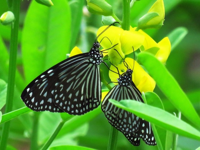 Babochki blum nasekomyie makro Butterflies bloom insects macro 4608  3456 700x524 Бабочки, блум, насекомые, макро   Butterflies, bloom, insects, macro