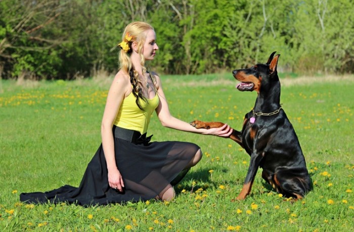  Девушка с ротвейлером, собака на прогулке   girl with a rottweiler, a dog on a walk