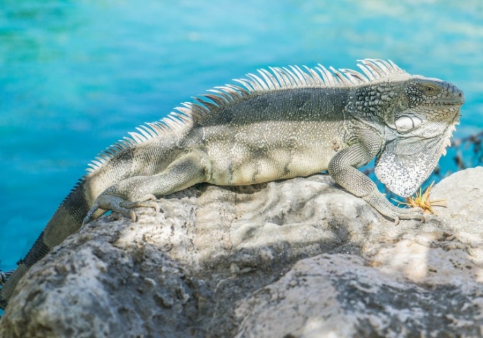 Iguana greetsya na kamne na solntse krupnyim planom Iguana basks on a stone in the sun close up 5750  4035 700x490 Игуана греется на камне на солнце, крупным планом   Iguana basks on a stone in the sun, close up