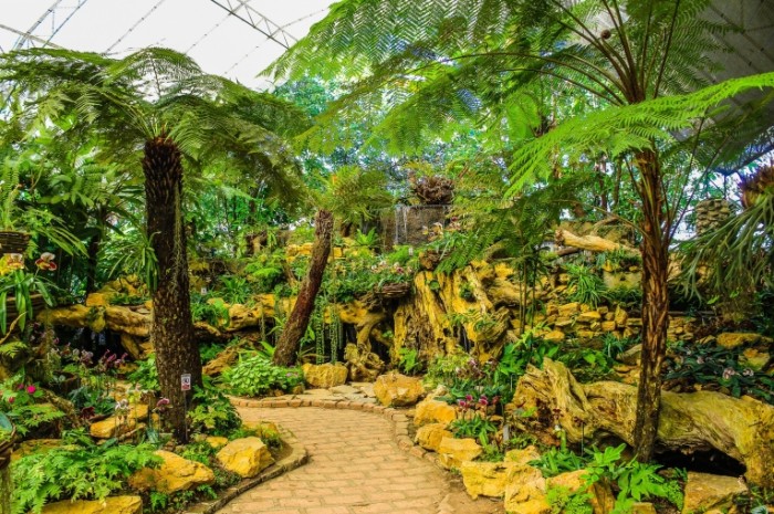  Крытый сад, тропики, ботанический сад   Indoor garden, tropics, botanical garden