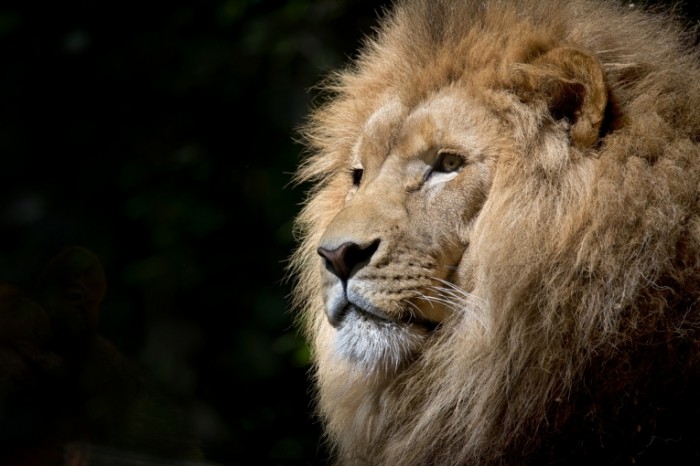 Lev griva bolshaya koshka Lion mane big cat 4523h2835 700x466 Лев, грива, большая кошка   Lion, mane, big cat