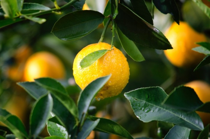 Лимон на ветке, макро, после дождя - Lemon on a branch, macro, after the rain