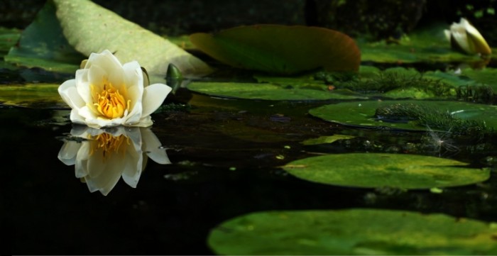  Пруд, лилии, макро, кувшинки, водоем   Pond, lilies, macro, water lilies, pond