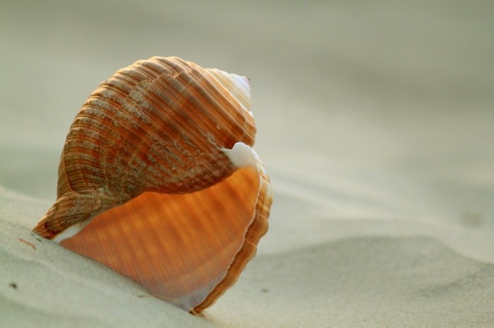 Rakushki rakovina na plyazhe v peske makro Seashells shell on the beach in the sand close up 4752  3168 700x466 Ракушки, раковина на пляже в песке, макро   Seashells, shell on the beach in the sand, close up