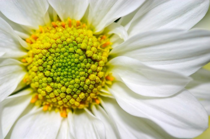 TSvetok margaritka makro lepestki Flower Daisy Macro Petals 4500  3000 700x466 Цветок, маргаритка, макро, лепестки   Flower, Daisy, Macro, Petals