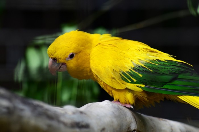 Zolotoy zheltyiy popugay makro ptitsa Golden yellow parrot macro bird 7360  4912 700x466 Золотой, желтый попугай, макро, птица   Golden, yellow parrot, macro, bird