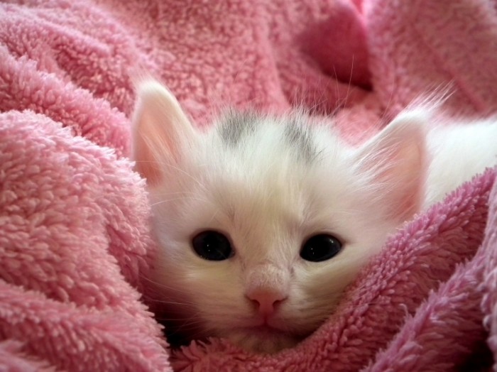 Belyiy kotenok makro krupnyie chernyie glaza White kitten macro large black eyes 4048  2536 700x524 Белый котенок, макро, крупные черные глаза   White kitten, macro, large black eyes