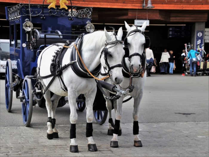 Kareta loshadi zapryazhennyie v povozku progulki v karete Carriage horses harnessed to a carriage carriage rides 5219  3914 700x524 Карета, лошади запряженные в повозку, прогулки в карете   Carriage, horses harnessed to a carriage, carriage rides